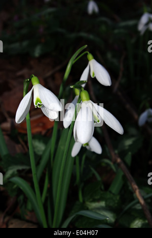 Snowdrops fresco in deep forest ombra illuminata dal fascio di sun. Foto Stock