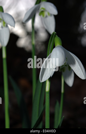 Snowdrops fresco in deep forest ombra illuminata dal fascio di sun. Foto Stock