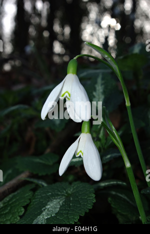 Snowdrops fresco in deep forest ombra illuminata dal fascio di sun. Foto Stock