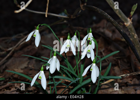 Snowdrops fresco in deep forest ombra illuminata dal fascio di sun. Foto Stock