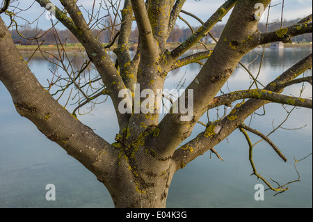 Un albero senza fogli in inverno. Foto simbolico per le reti, Ein Baum ohne Blaetter im inverno. Symbolfoto fuer Netzwerke Foto Stock