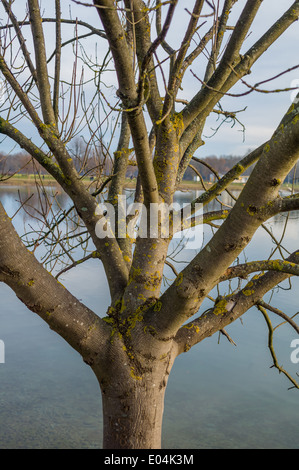 Un albero senza fogli in inverno. Foto simbolico per le reti, Ein Baum ohne Blaetter im inverno. Symbolfoto fuer Netzwerke Foto Stock