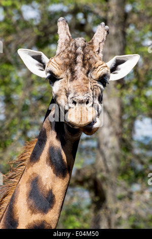 La Rothschild giraffe (Giraffa camelopardalis rothschildi) guardando la telecamera. Foto Stock