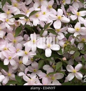 Primo piano della fioritura precoce la clematide Montana Rubens producendo fiori di colore rosa pallido in un giardino Alsager cheshire england Foto Stock