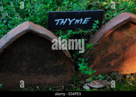 Close up, dettaglio, timo, segno, fresche erbe coltivate nel giardino di campagna per la cucina salutistica, ingredienti Foto Stock