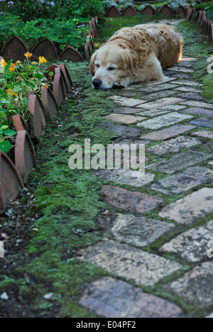 Rosetta, KwaZulu-Natal, giardini, Golden Retriever, cane dormire sulla pavimentazione di mattoni in giardino, campagna, cani e animali Foto Stock