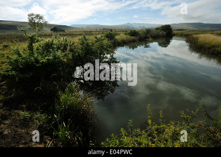 Wakkerstroom - Mpumalanga in Sudafrica acqua Wetland Bird Reserve, premier birdwatching park, il riflesso del cielo su acqua, paesaggio, spasmi, safari Foto Stock