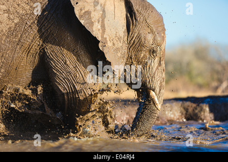 Elefante africano (Loxodonta africana) Elephant di bere a waterhole in Riserva di Mashatu.Botswana Foto Stock