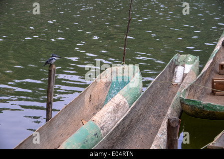 Un bianco e nero kingfisher o pied siede su di una piscina e di due canoe di legno al lago bunyonyi e in Uganda, Africa Foto Stock