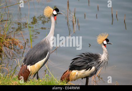 Due Grey Crowned Crane uccelli a lago bunyonyi e in Uganda Foto Stock