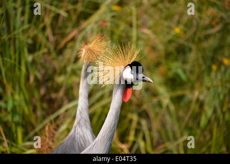 Due Grey Crowned Crane uccelli a lago bunyonyi e in Uganda Foto Stock