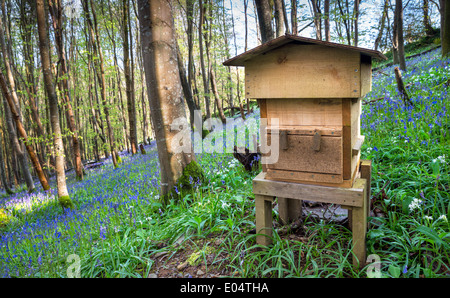 Un alveare di legno in un bellissimo bosco e circondato da bluebells e aglio selvatico. Foto Stock