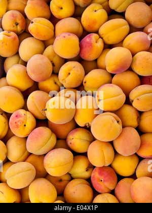 Giallo fresche Albicocche ano la vendemmia, Frische gelbe Aprikosen nach der Ernte Foto Stock