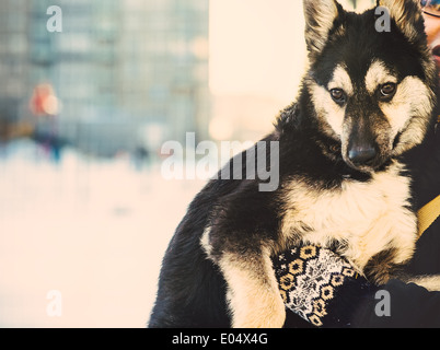 Cucciolo di cane senzatetto animale in mani umane Outdoor Lifestyle e concetto di amicizia Foto Stock