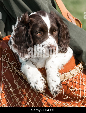 A tre mesi di old English Springer Spaniel cucciolo essendo portati in un sacco di gioco Foto Stock