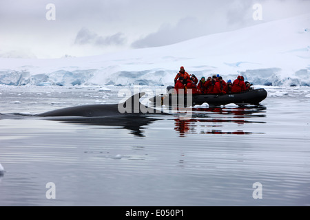 I passeggeri a bordo di una crociera in zodiac in escursione in Antartide guardare le balene di Minke Foto Stock
