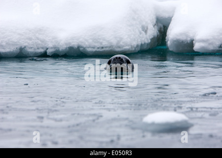 Guarnizione di leopard hydrurga leptonyx nuoto in Fournier baia tra la banchisa Antartide Foto Stock