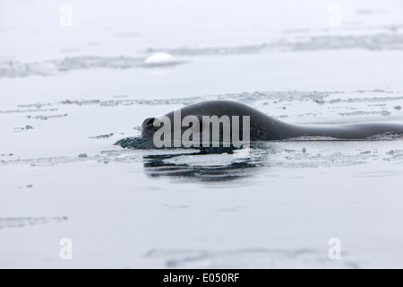 Guarnizione di leopard hydrurga leptonyx nuoto in Fournier baia tra la banchisa Antartide Foto Stock