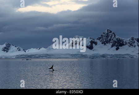 Humpback Whale, (Megaptera novaeangliae), la coda con le montagne e il cielo di sera, Penisola Antartica, Antartide Foto Stock