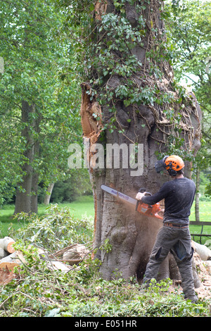 Workman utilizzando l'abbattimento degli alberi attrezzature per abbattere un albero malato Foto Stock