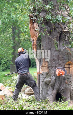 Workman utilizzando l'abbattimento degli alberi attrezzature per abbattere un albero malato Foto Stock