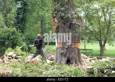 Workman utilizzando l'abbattimento degli alberi attrezzature per abbattere un albero malato Foto Stock