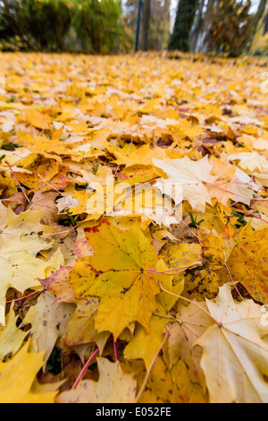 Fogli di giallo in autunno sono scesi dagli alberi. Stagione colorati., Gelbe Blaetter im Herbst sind von den Baeumen abgefallen. Foto Stock