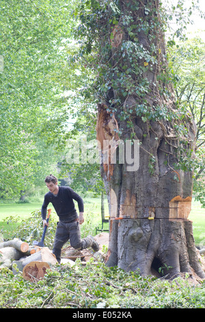 Workman utilizzando l'abbattimento degli alberi attrezzature per abbattere un albero malato Foto Stock