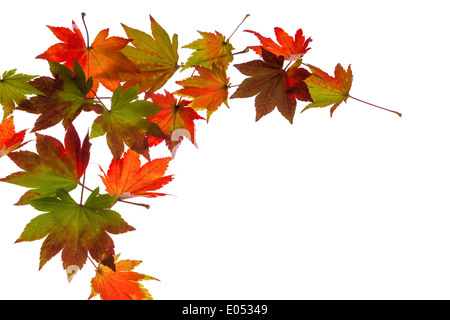 Il colored messaggeri dell'autunno. Fogli su sfondo bianco Foto Stock