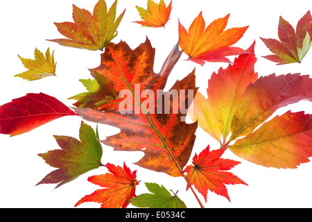 Il colored messaggeri dell'autunno. Fogli su sfondo bianco Foto Stock