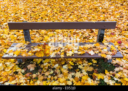 Fogli di giallo in autunno sono scesi dagli alberi Foto Stock