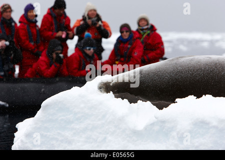 I passeggeri a bordo di una crociera in zodiac guardare crabeater tenuta su escursione in Antartide Foto Stock