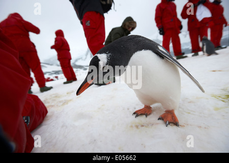 Curioso Gentoo penguin Pygoscelis papua avvicinando i turisti su de Cuverville Island Antartide Foto Stock