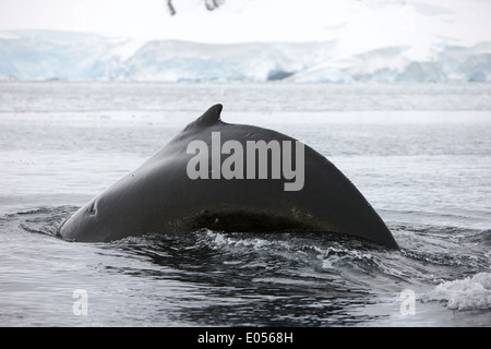 Grande maschio Humpback Whale con cicatrice e inarcati indietro le immersioni nella baia di Wilhelmina Antartide Foto Stock