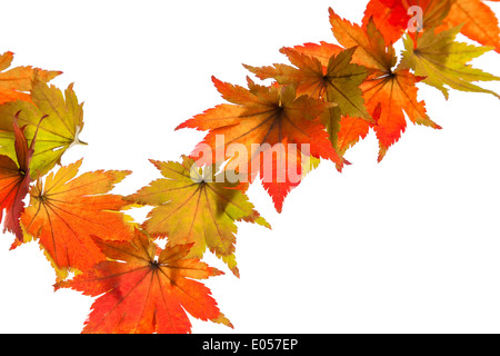 Il colored messaggeri dell'autunno. Fogli su sfondo bianco, Die bunten Boten des Herbstes. Blaetter auf weissem Hintergru Foto Stock