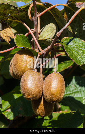 Kiwi su un albero di kiwi in autunno. La maturità di frutti esotici, Kiwi auf einem Kiwibaum im Herbst. Reife exotische Fruechte Foto Stock