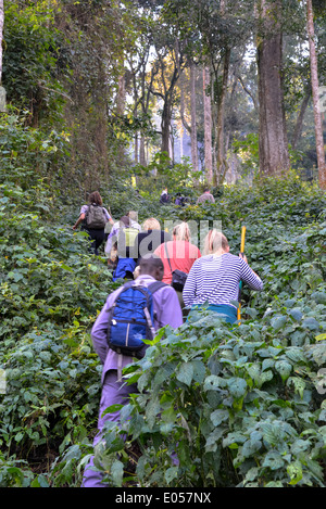 Un gruppo di turisti andare per un trekking per trovare il gorilla in bwindi national park, Uganda Foto Stock