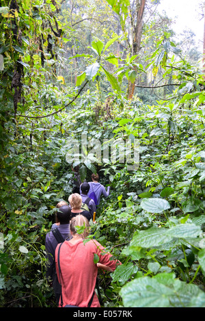 Un gruppo di turisti andare per un trekking per trovare il gorilla in bwindi national park, Uganda Foto Stock