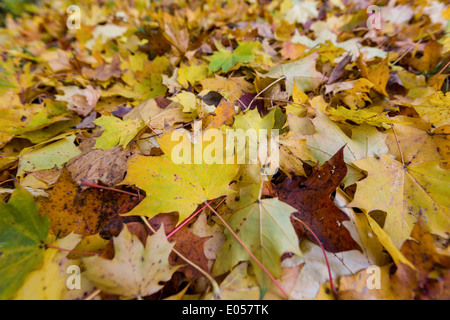 Fogli di giallo in autunno sono scesi dagli alberi. Stagione colorati., Gelbe Blaetter im Herbst sind von den Baeumen abgefallen. Foto Stock