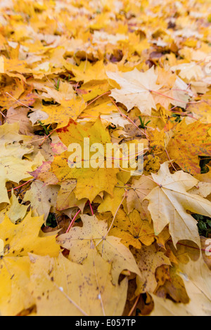 Fogli di giallo in autunno sono scesi dagli alberi. Stagione colorati., Gelbe Blaetter im Herbst sind von den Baeumen abgefallen. Foto Stock