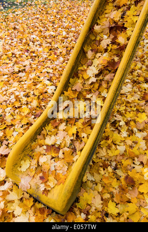 Fogli di giallo in autunno sono scesi dagli alberi. Stagione colorati., Gelbe Blaetter im Herbst sind von den Baeumen abgefallen. Foto Stock