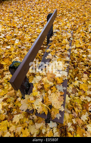 Fogli di giallo in autunno sono scesi dagli alberi. Stagione colorati., Gelbe Blaetter im Herbst sind von den Baeumen abgefallen. Foto Stock