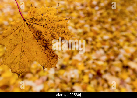 Fogli di giallo in autunno sono scesi dagli alberi. Stagione colorati., Gelbe Blaetter im Herbst sind von den Baeumen abgefallen. Foto Stock