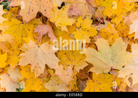 Fogli di giallo in autunno sono scesi dagli alberi. Stagione colorati., Gelbe Blaetter im Herbst sind von den Baeumen abgefallen. Foto Stock