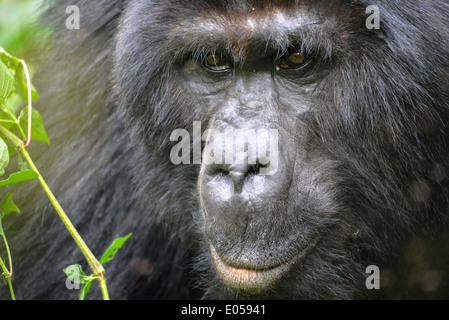 Un gorilla maschio o cosiddetti silverback nel primo foresta di Bwindi National Park in Uganda, Africa Foto Stock