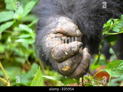 Un gorilla maschio o cosiddetti silverback nel primo foresta di Bwindi National Park in Uganda, Africa Foto Stock