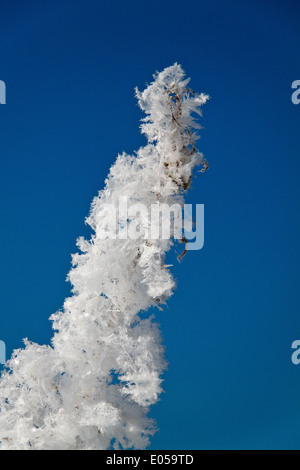 Un paesaggio con brina, il gelo e la neve su albero in inverno., Eine Landschaft mit Raureif, Frost und Schnee auf Baum im inverno. Foto Stock