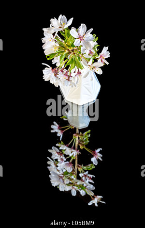 Fiori di Ciliegio in un vaso Foto Stock