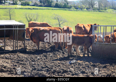 Alimentazione bestiame in una fattoria in Cornwall Inghilterra Foto Stock