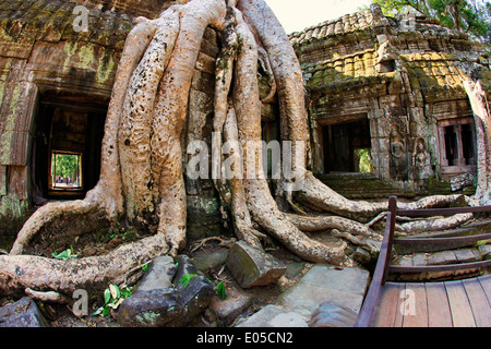 Albero della giungla che copre le pietre del Tempio di Ta Prohm in Angkor Wat, Siem Reap, Cambogia Foto Stock